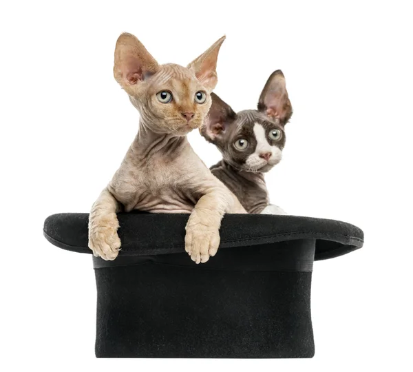 Devon rex getting out of a hat isolated on white — Stock Photo, Image