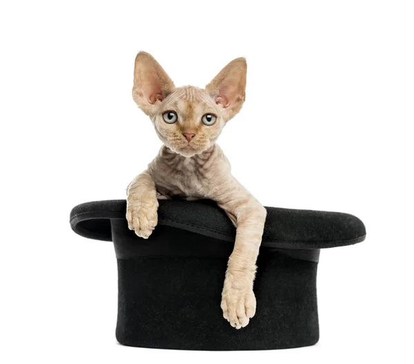 Devon rex uscire da un cappello isolato su bianco — Foto Stock