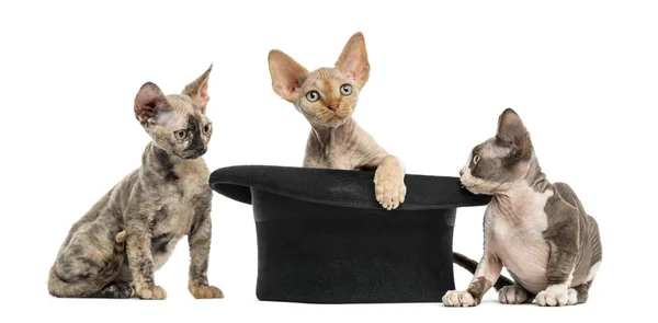 Groep van Devon rex met een hoed op wit wordt geïsoleerd — Stockfoto