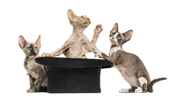 Grupo de Devon rex com um chapéu isolado em branco — Fotografia de Stock