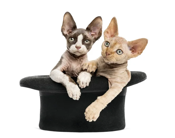 Devon rex att komma ur en hatt som isolerad på vit — Stockfoto