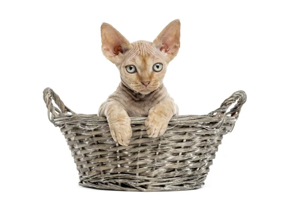 Junge devon rex in einem Weidenkorb isoliert auf weiß — Stockfoto