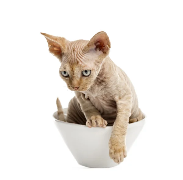 Devon rex getting out of bowl isolated on white — Stock Photo, Image