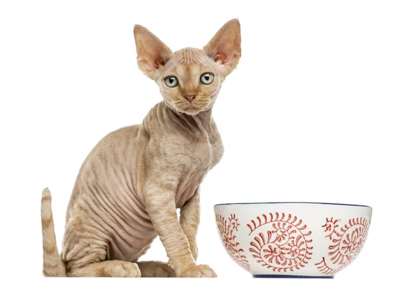 Devon rex with a bowl isolated on white — Stock Photo, Image