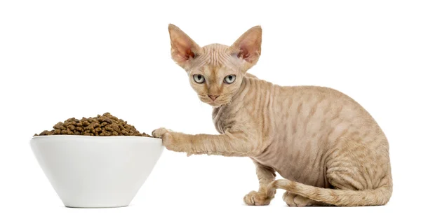 Devon rex äta från en vit skål isolerad på vit — Stockfoto