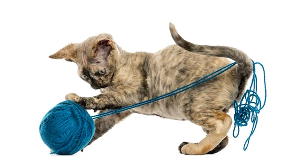 Devon rex spelen met een bal van de wol geïsoleerd op wit — Stockfoto