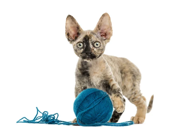 Devon rex playing with a wool ball isolated on white — Stock Photo, Image