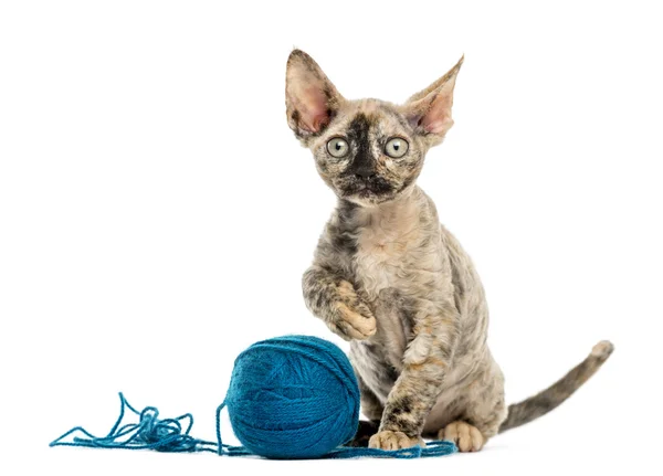 Devon rex playing with a wool ball isolated on white — Stock Photo, Image