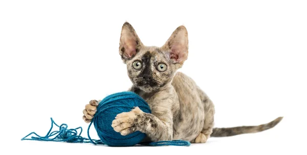 Devon rex spelen met een bal van de wol geïsoleerd op wit — Stockfoto