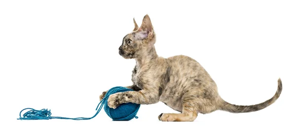 Devon rex spielt mit einem Wollknäuel isoliert auf weiß — Stockfoto