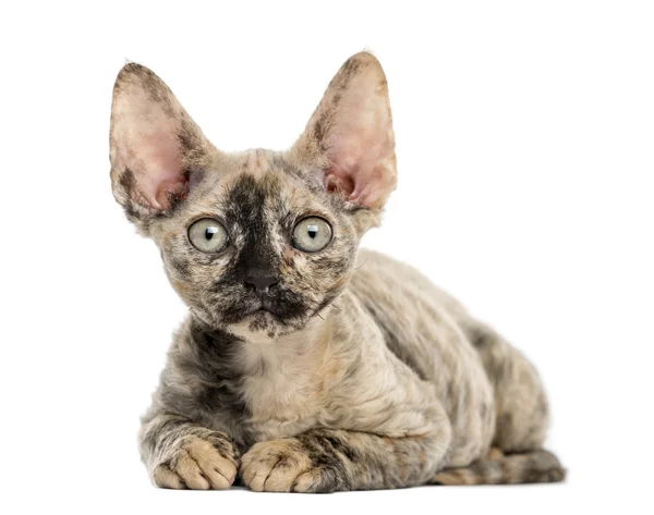 Devon rex gatinho deitado isolado no branco — Fotografia de Stock