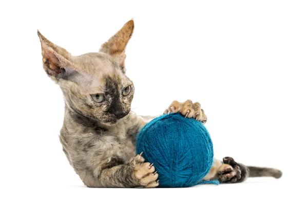 Devon rex con una bola de lana aislada en blanco —  Fotos de Stock