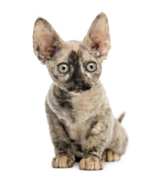 Devon rex gato sentado aislado en blanco — Foto de Stock