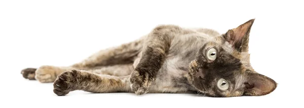 Devon rex cat lying down isolated on white — Stock Photo, Image