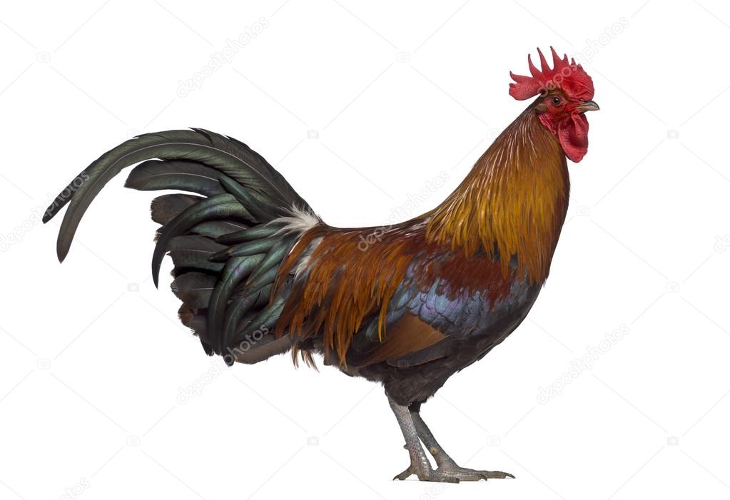 Side view of Ardennaise rooster isolated on white