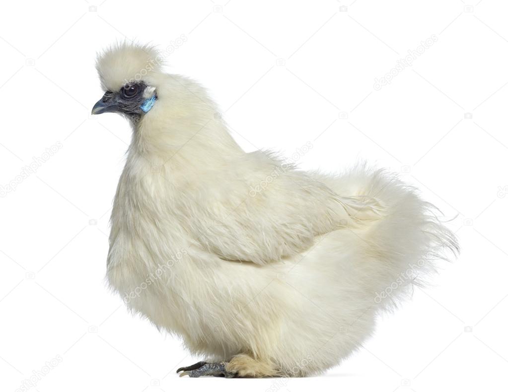 Side view of a White Silkie hen isolated on white