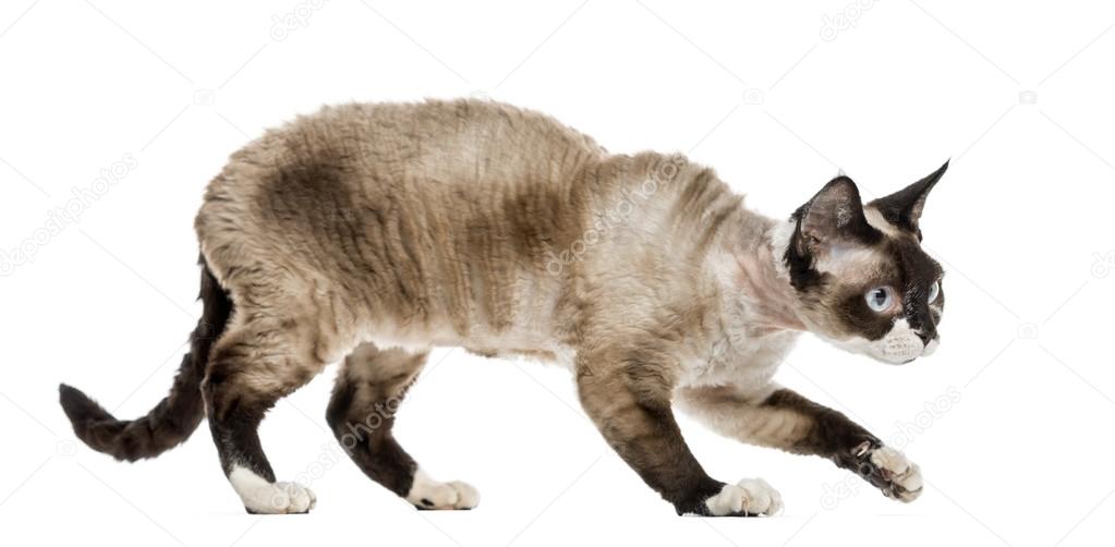 Devon rex cat sneaking isolated on white