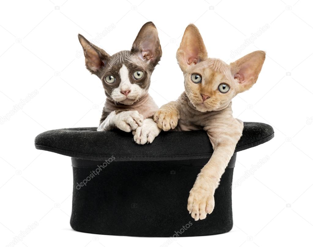 Devon rex getting out of a hat isolated on white