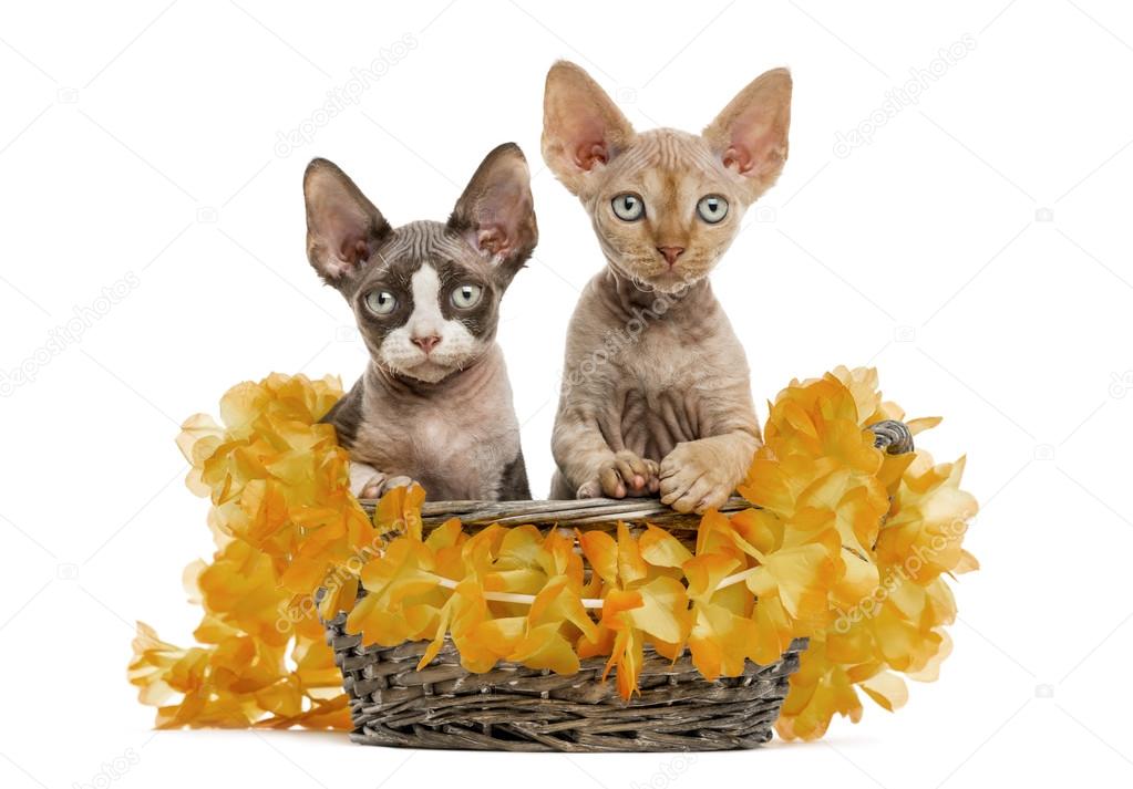 Two Devon rex in a wicker basket isolated on white