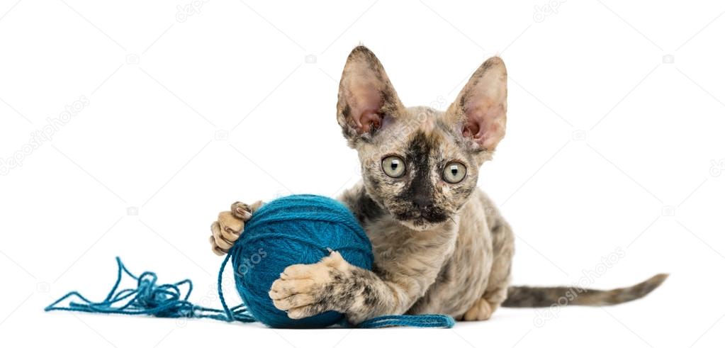 Devon rex playing with a wool ball isolated on white