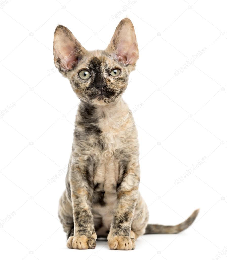 Devon Rex Kot Siedzący Na Białym Tle Zdjęcie Stockowe