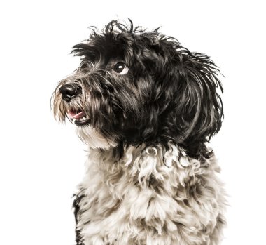 Beyaz izole kamera, uzak seyir Havanese Close-Up