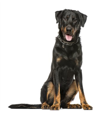 Nefes nefese ve oturmuş, beyaz arka plan üzerinde izole Beauceron