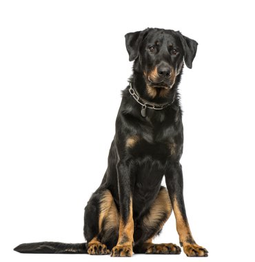 Beauceron izole üzerinde beyaz arka plan aşağı, oturup