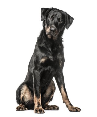 Beauceron izole üzerinde beyaz arka plan aşağı, oturup