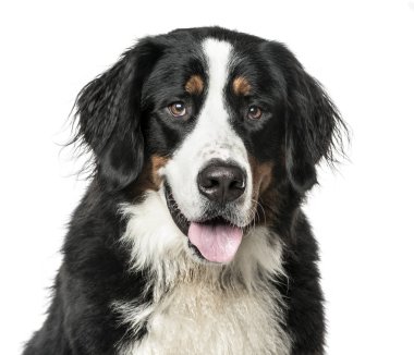 Bernese dağ nefes nefese, üzerinde beyaz izole köpek Close-Up