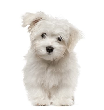 Malta puppy üzerinde beyaz izole kamera bakıyor