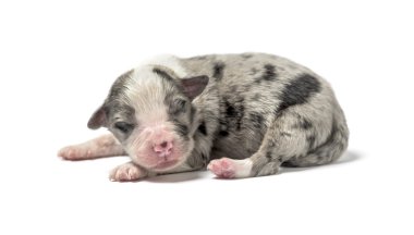 3 gün eski azman köpek yavrusu üzerinde beyaz izole