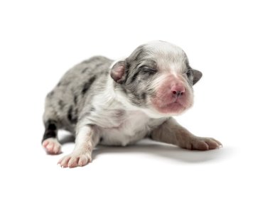 3 gün eski azman köpek yavrusu üzerinde beyaz izole