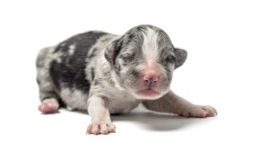 3 gün eski azman köpek yavrusu üzerinde beyaz izole