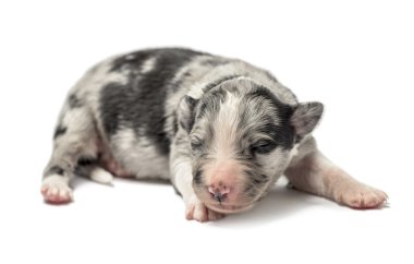 3 gün eski azman köpek yavrusu üzerinde beyaz izole