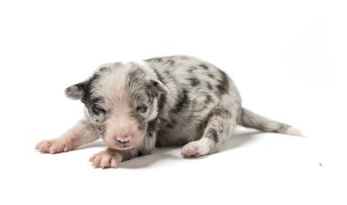 3 gün eski azman köpek yavrusu üzerinde beyaz izole