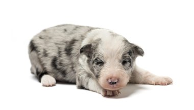 3 gün eski azman köpek yavrusu üzerinde beyaz izole