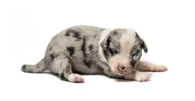 3 gün eski azman köpek yavrusu üzerinde beyaz izole