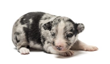 3 gün eski azman köpek yavrusu üzerinde beyaz izole