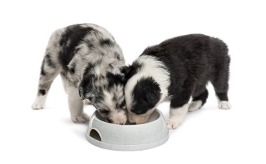 iki yavru içme izole üzerinde beyaz crossbreed