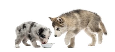 Genç crossbreed ve içme malamute köpekler üzerinde beyaz izole