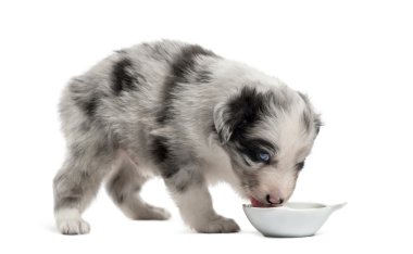 Beyaz izole içme bir azman köpek yavrusu yan görünüm