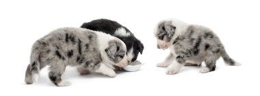 Grup üzerinde beyaz izole içme genç azman Puppies