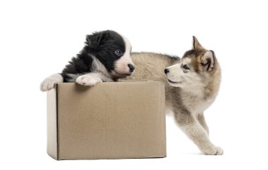 Azman ve malamute kukla beyaz izole bir kutu ile