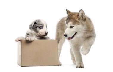 Bir kutu üzerinde beyaz izole azman ve malamute köpekle