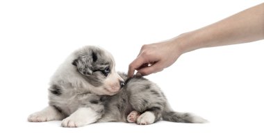 Azman köpek yavrusu ve üzerinde beyaz izole bir insan eli