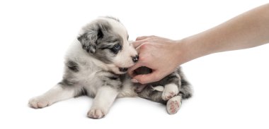 Azman köpek yavrusu ve üzerinde beyaz izole bir insan eli