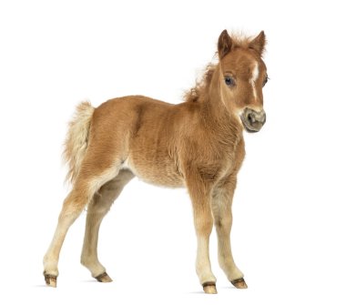 Yan görünümü genç poney, yavru beyaz arka plan