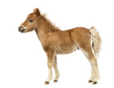 Yan görünüm poney, genç bir tayı beyaz arka plan