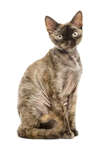 Seitenansicht eines devon rex sitzt isoliert auf weiß — Stockfoto